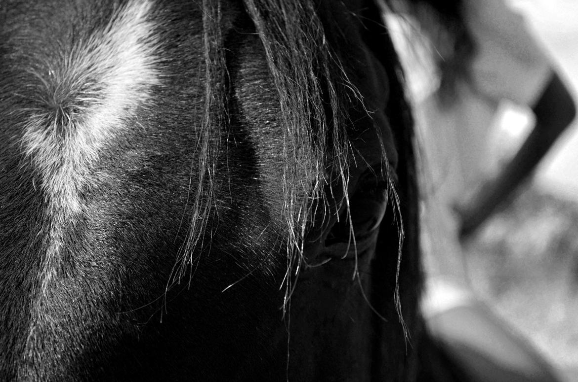 Arabisk fuldblod (OX) Nassim billede 9