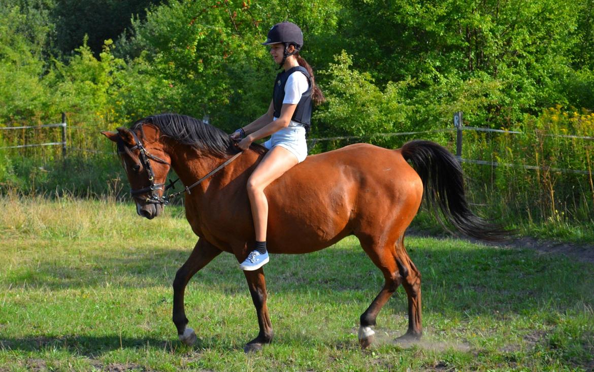 Arabisk fuldblod (OX) Nassim - dressur træning uden sadel billede 6