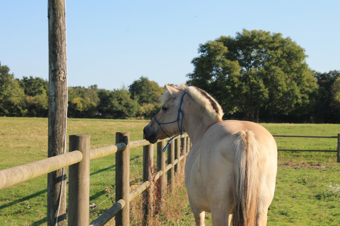 Fjordhest Fie - "hvad er det" billede 16