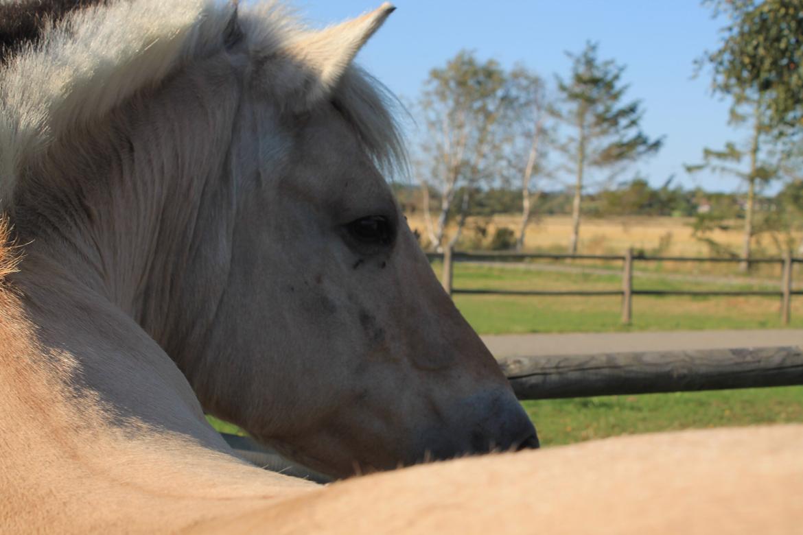 Fjordhest Fie - min smukke fie billede 17