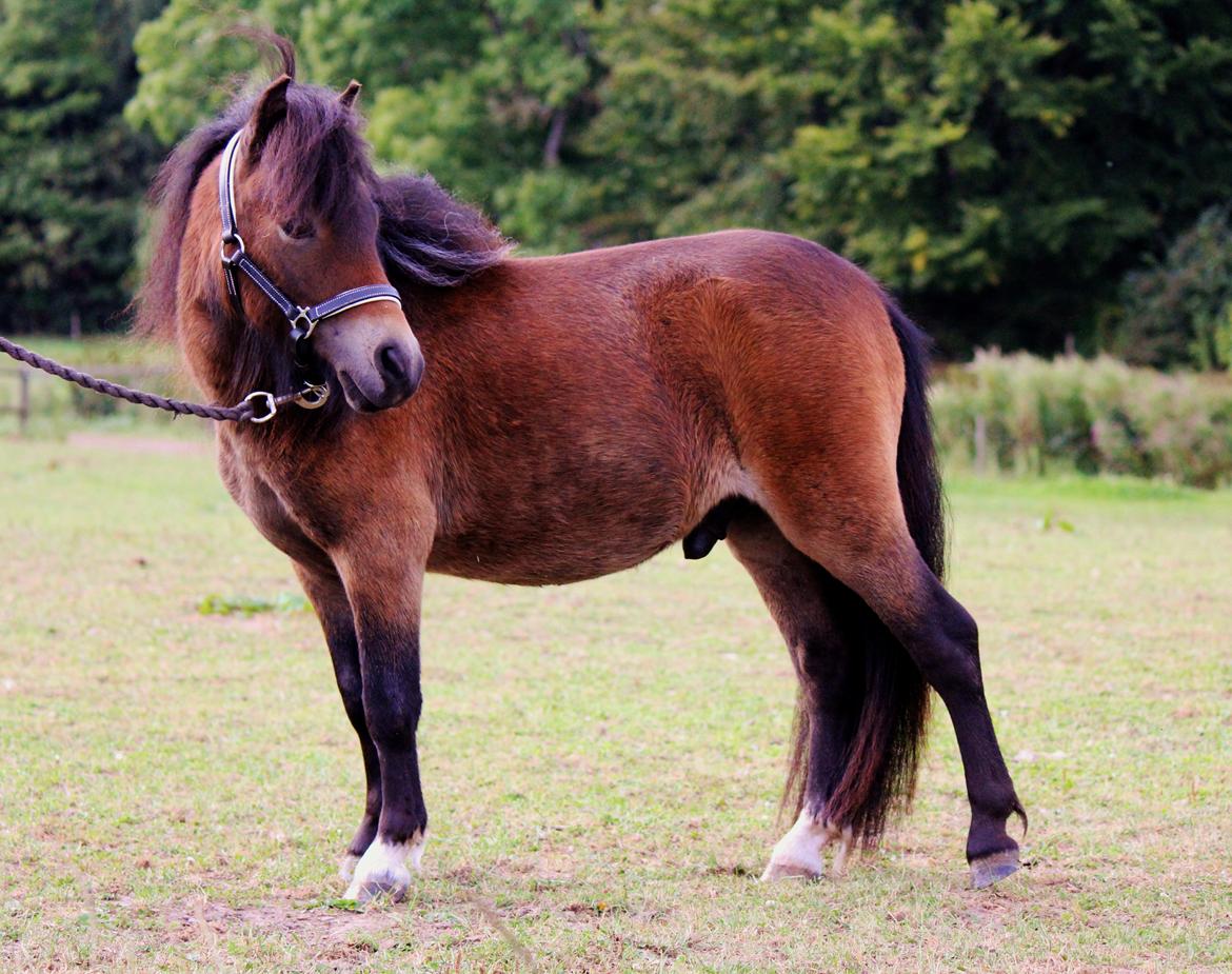 Shetlænder Bagheera af Bjørnholm - Foto af Heidi Barløse billede 6