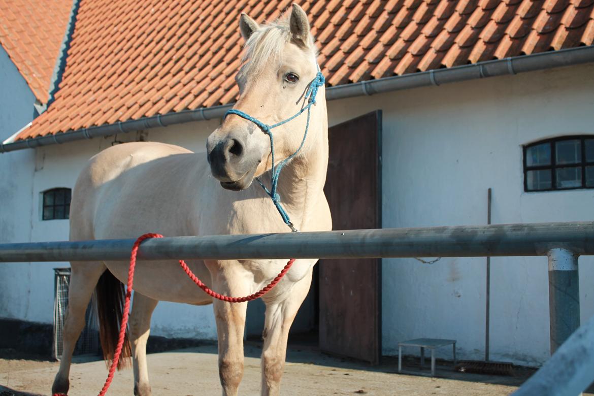 Fjordhest Fie - står helt stille uden at være bundet billede 18