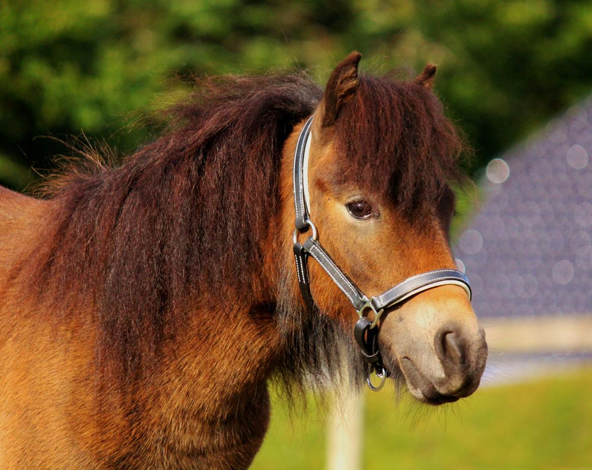 Shetlænder Bagheera af Bjørnholm - Foto af Heidi Barløse billede 10