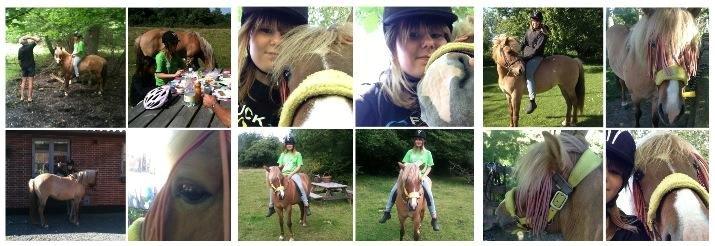 Islænder Âla billede 3