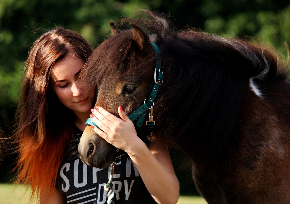 Shetlænder Bagheera af Bjørnholm - Foto af Heidi Barløse billede 3