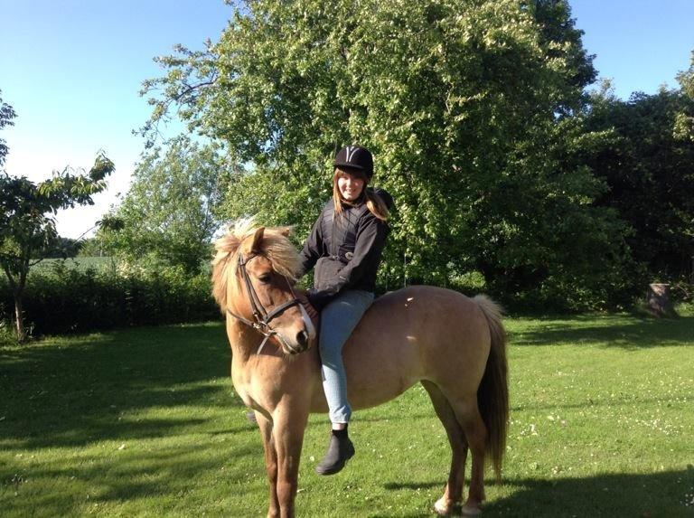 Islænder Âla billede 4