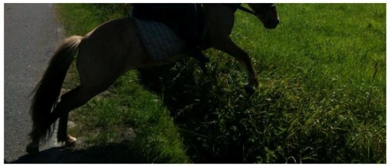 Islænder Âla billede 5