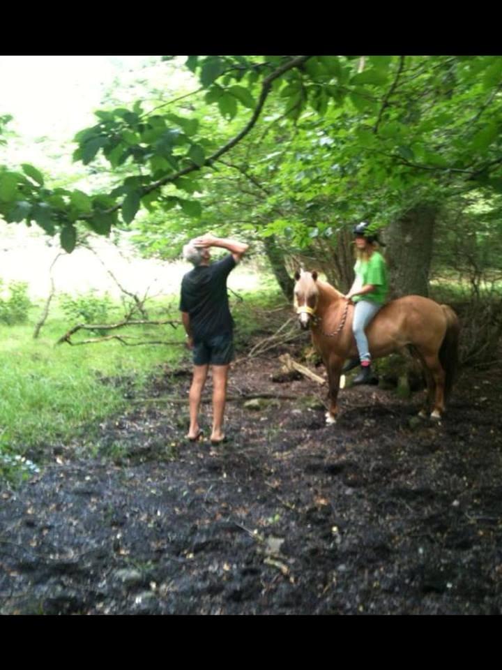 Islænder Âla billede 6