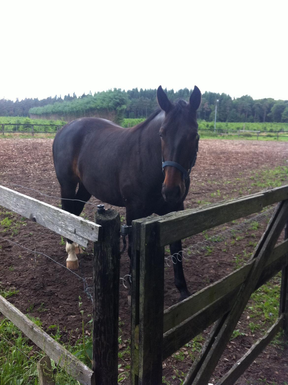 Oldenborg Dixi - Fra før jeg gik i gang med hende billede 1