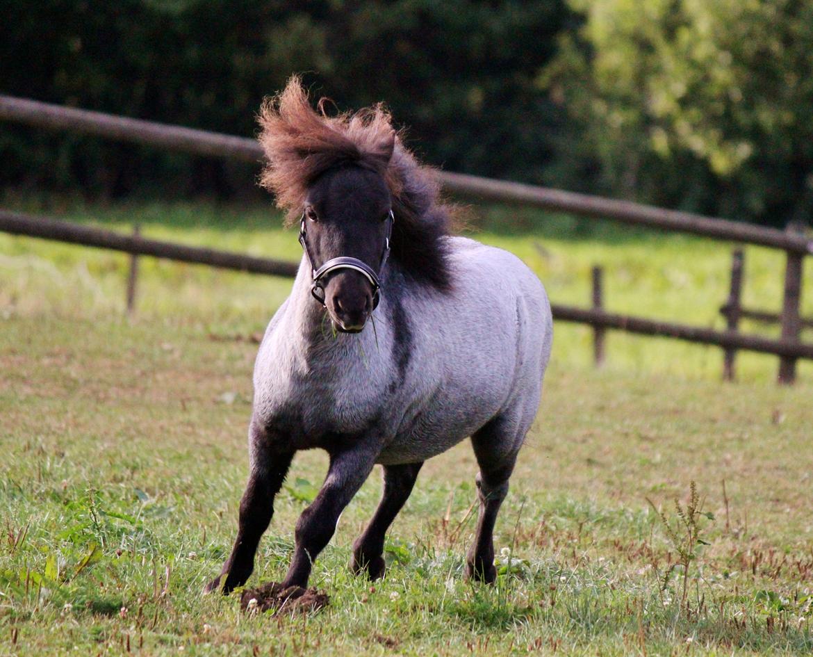 Shetlænder Tantor billede 8