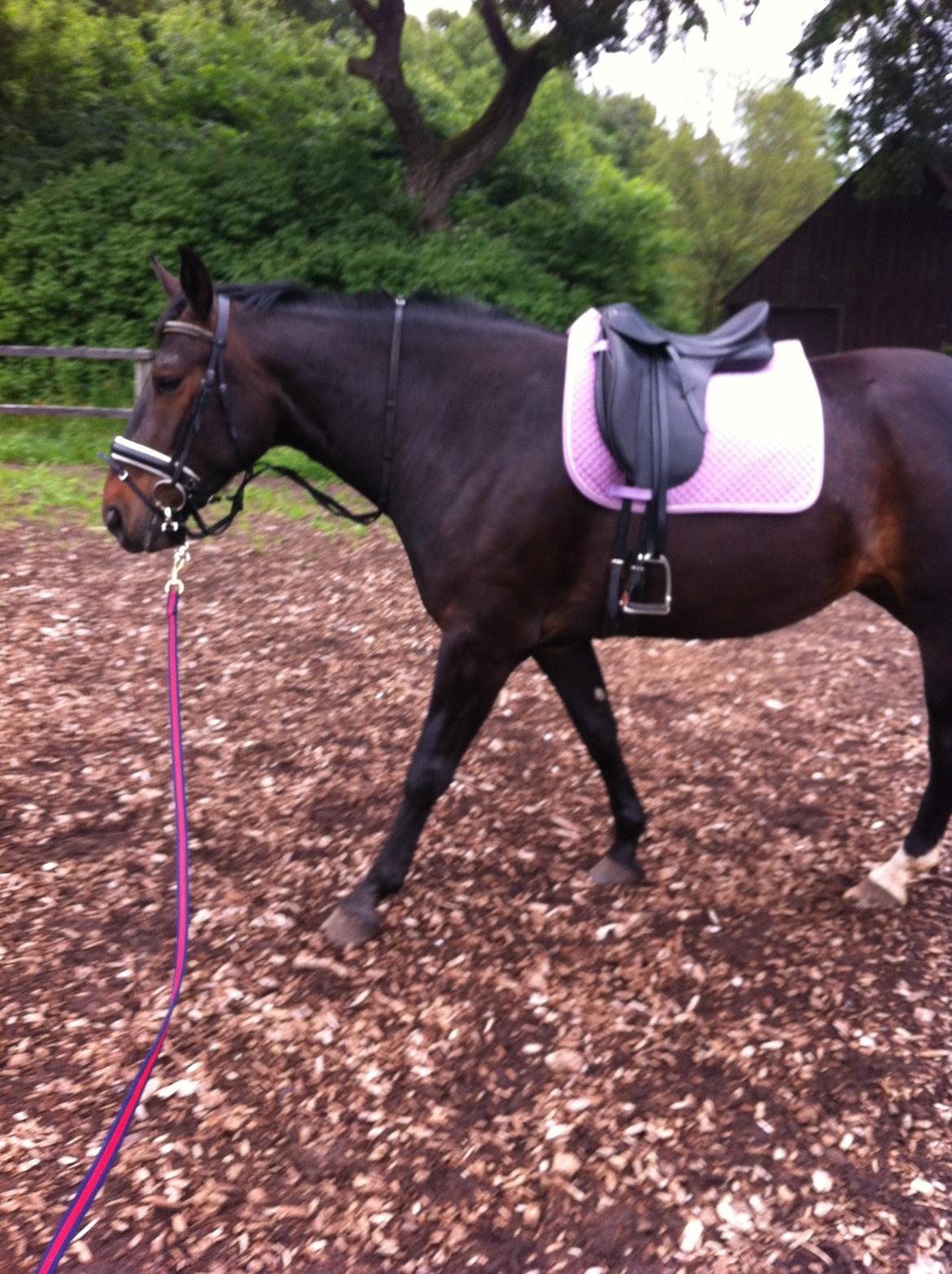 Oldenborg Dixi - Så er slankekuren igang billede 3