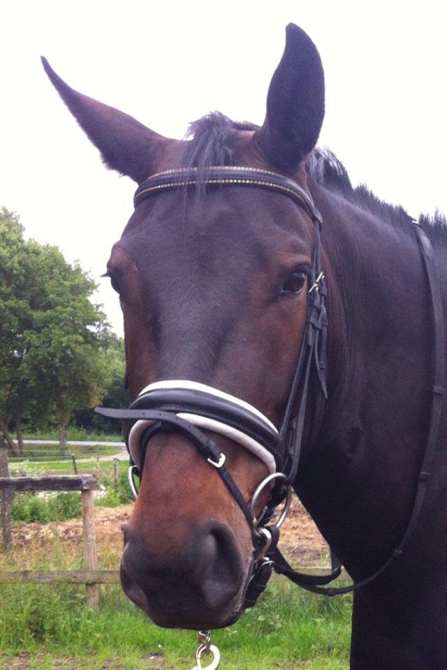 Oldenborg Dixi - Weeeee jeg skal være dressurhest....Pruuuhh billede 4