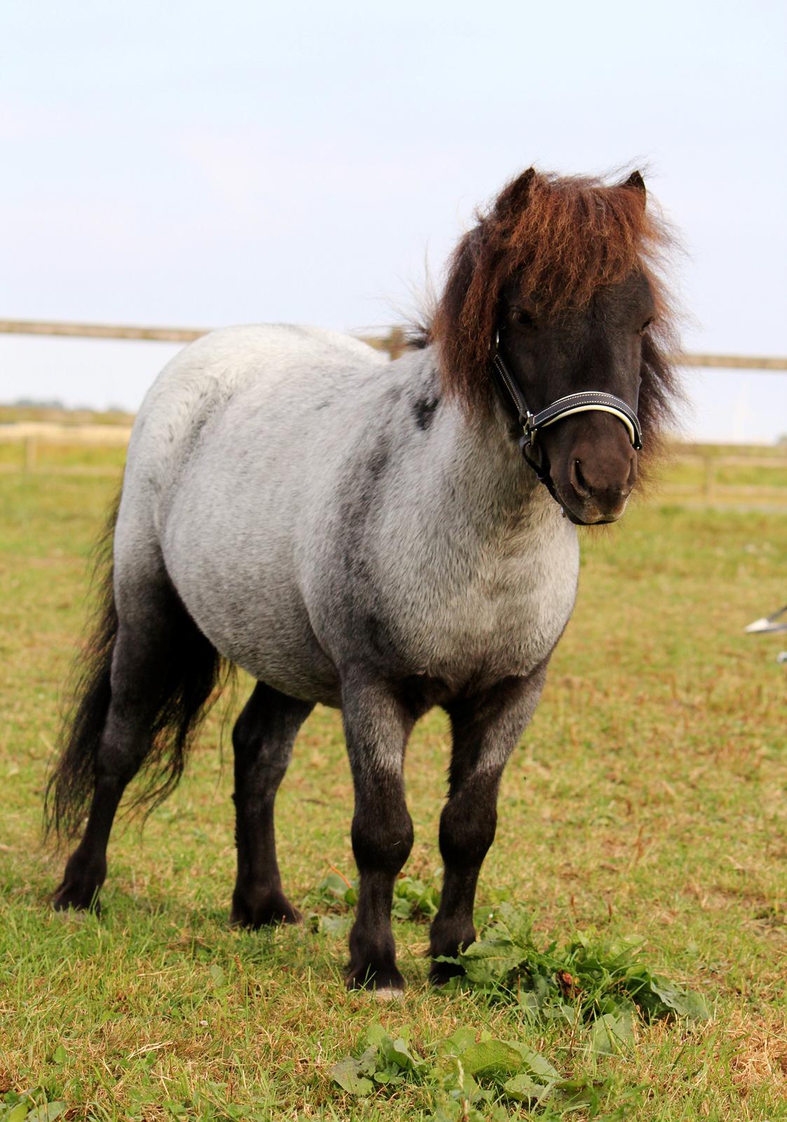 Shetlænder Tantor billede 9