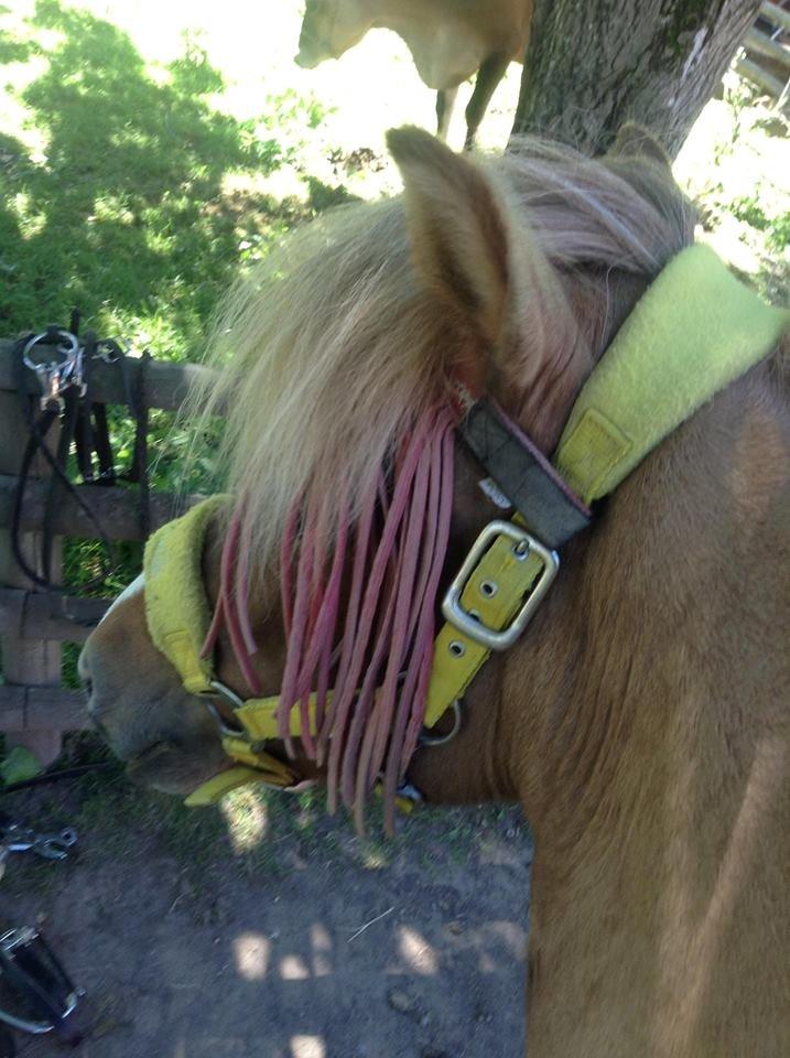 Islænder Âla billede 7