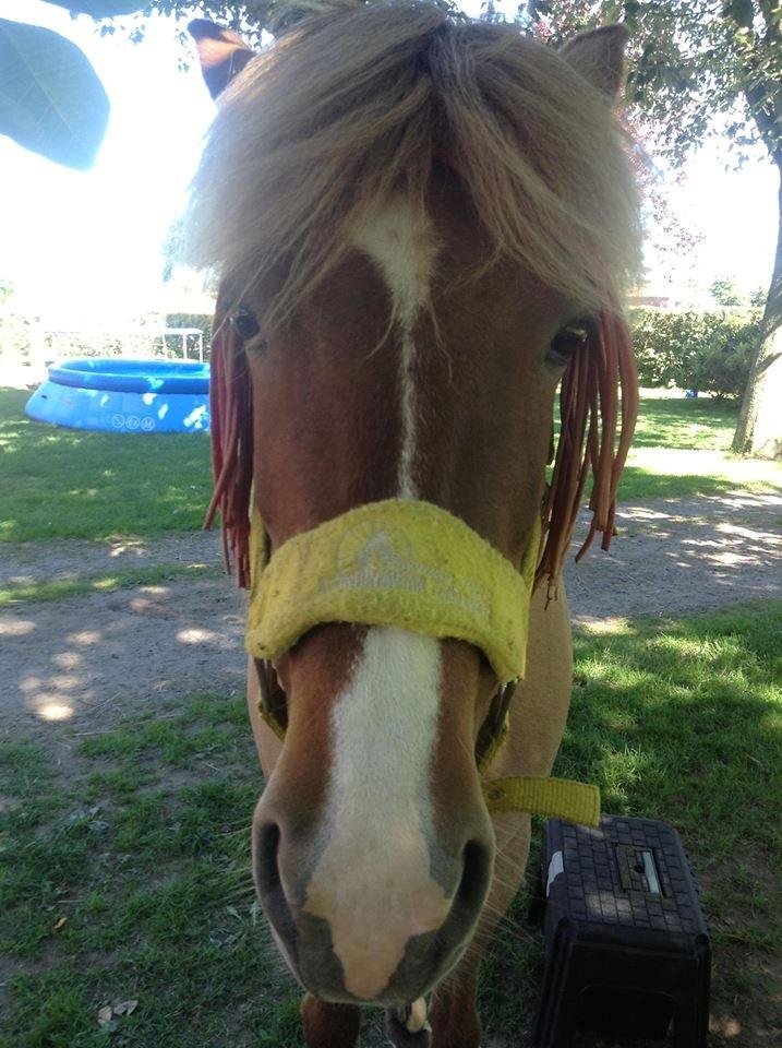 Islænder Âla billede 8