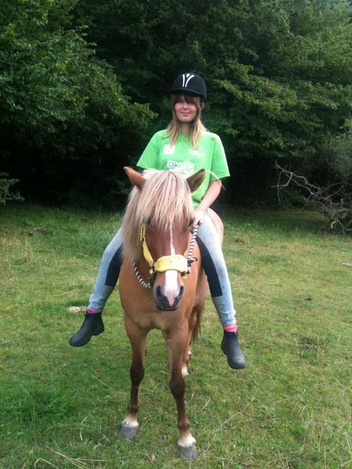 Islænder Âla billede 9