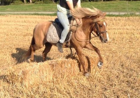 Islænder Âla billede 10