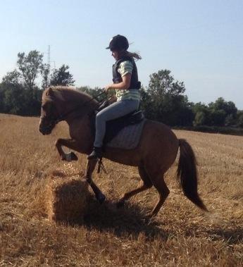 Islænder Âla billede 11