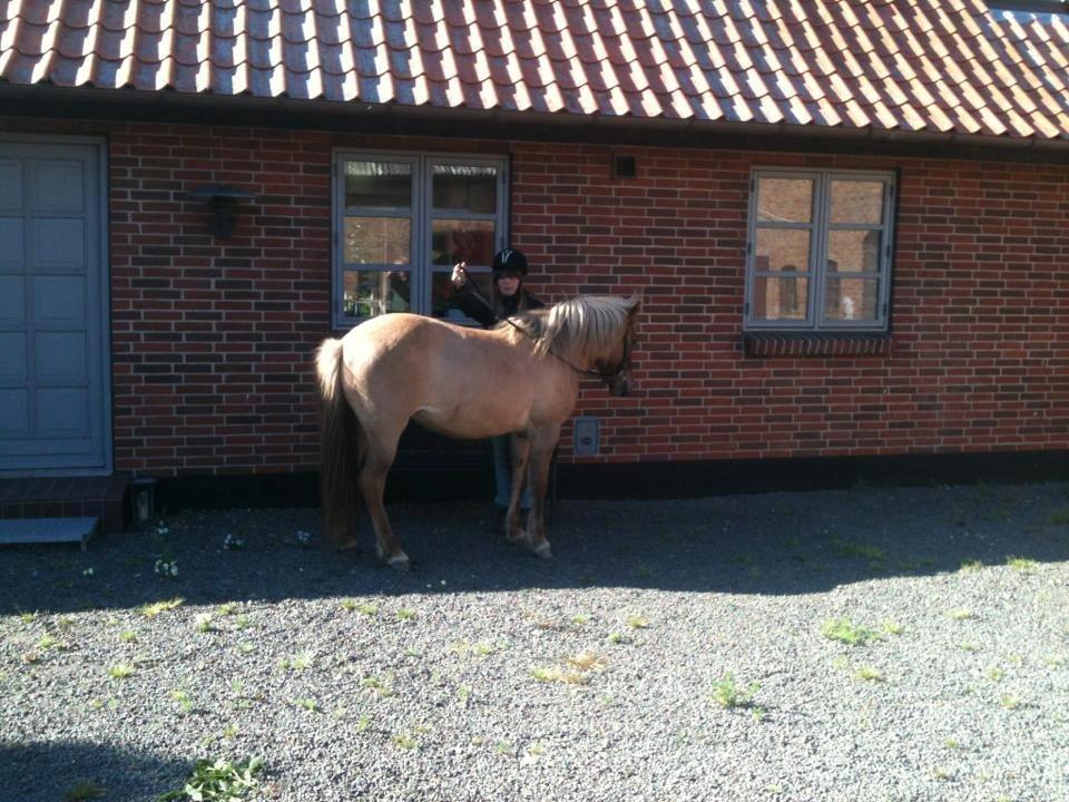 Islænder Âla billede 12