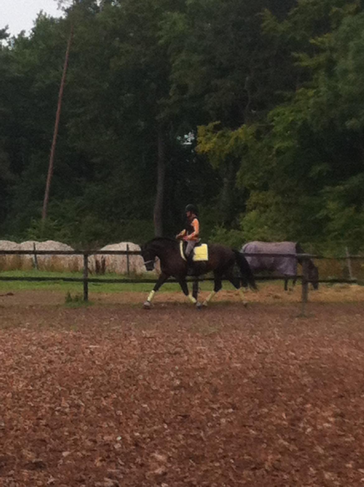 Oldenborg Dixi - Efter 14 dages tilridning og her er vi nu 30/8-13 billede 9