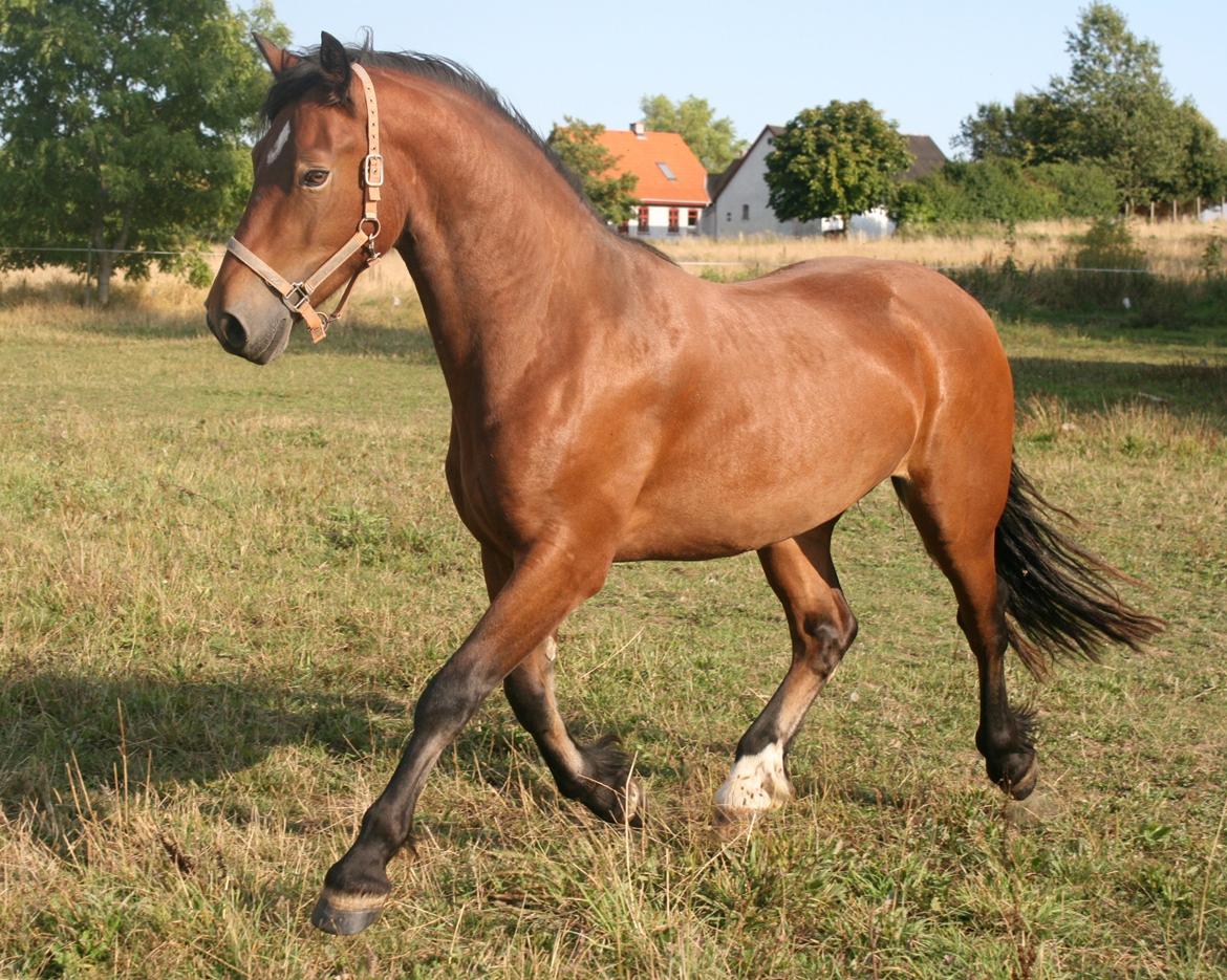 Welsh Cob (sec D) Hros Hector - Smukke Hector som 3-års en skøn  sommerdag d.28.08.13 billede 1