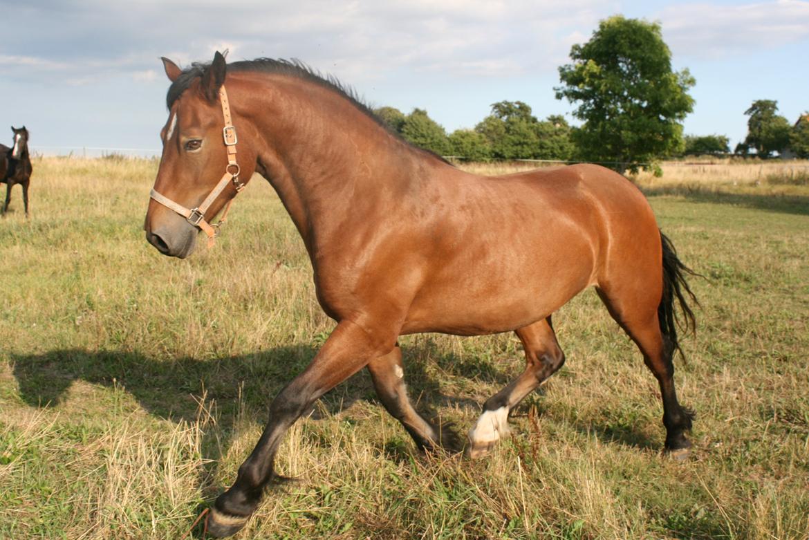 Welsh Cob (sec D) Hros Hector - Smukke Hector som 3-års en skøn  sommerdag d.28.08.13 -Han ER da en flot ung mand? billede 3