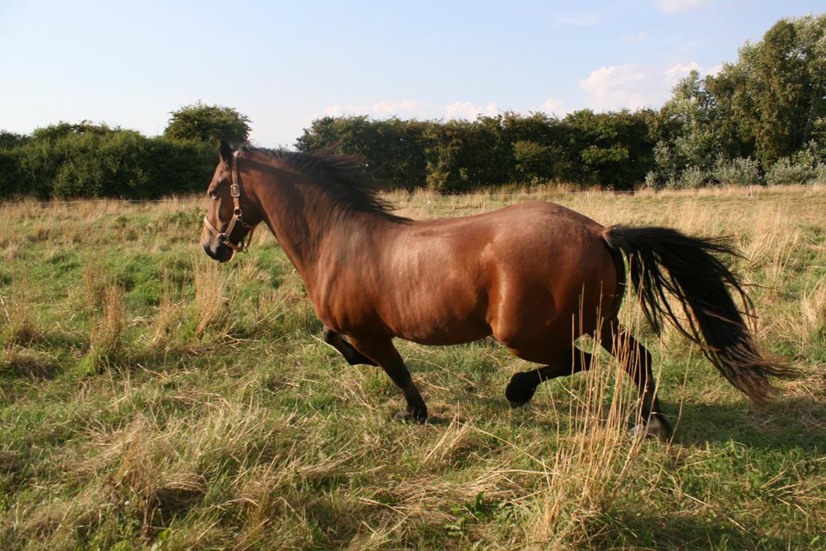 Welsh Cob (sec D) Hros Hector - Hector i en skarp finte på sommergræsset en skøn  sommerdag d.28.08.13  billede 5