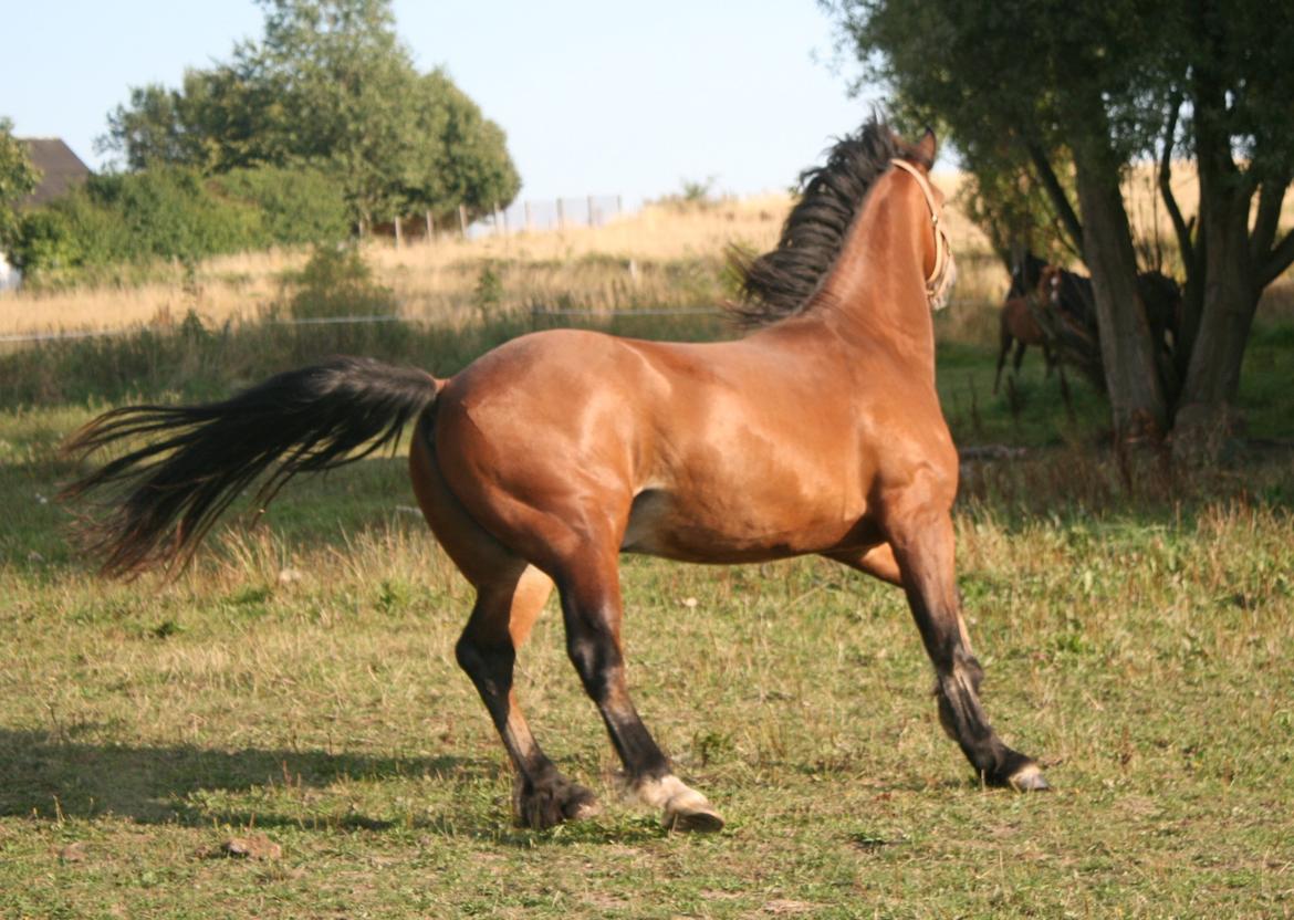 Welsh Cob (sec D) Hros Hector - Hector leger med sin "flok" en skøn  sommerdag d.28.08.13 billede 7
