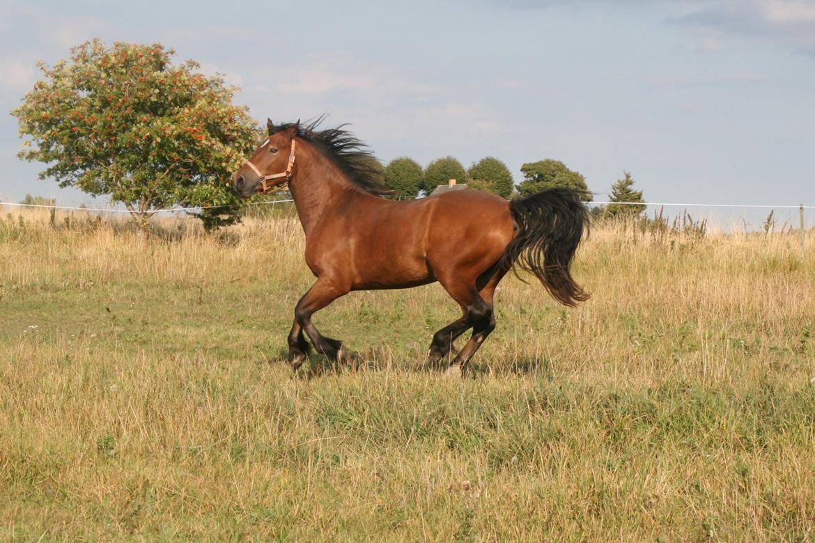Welsh Cob (sec D) Hros Hector - Smukke Hector som 3-års en skøn  sommerdag d.28.08.13 billede 6