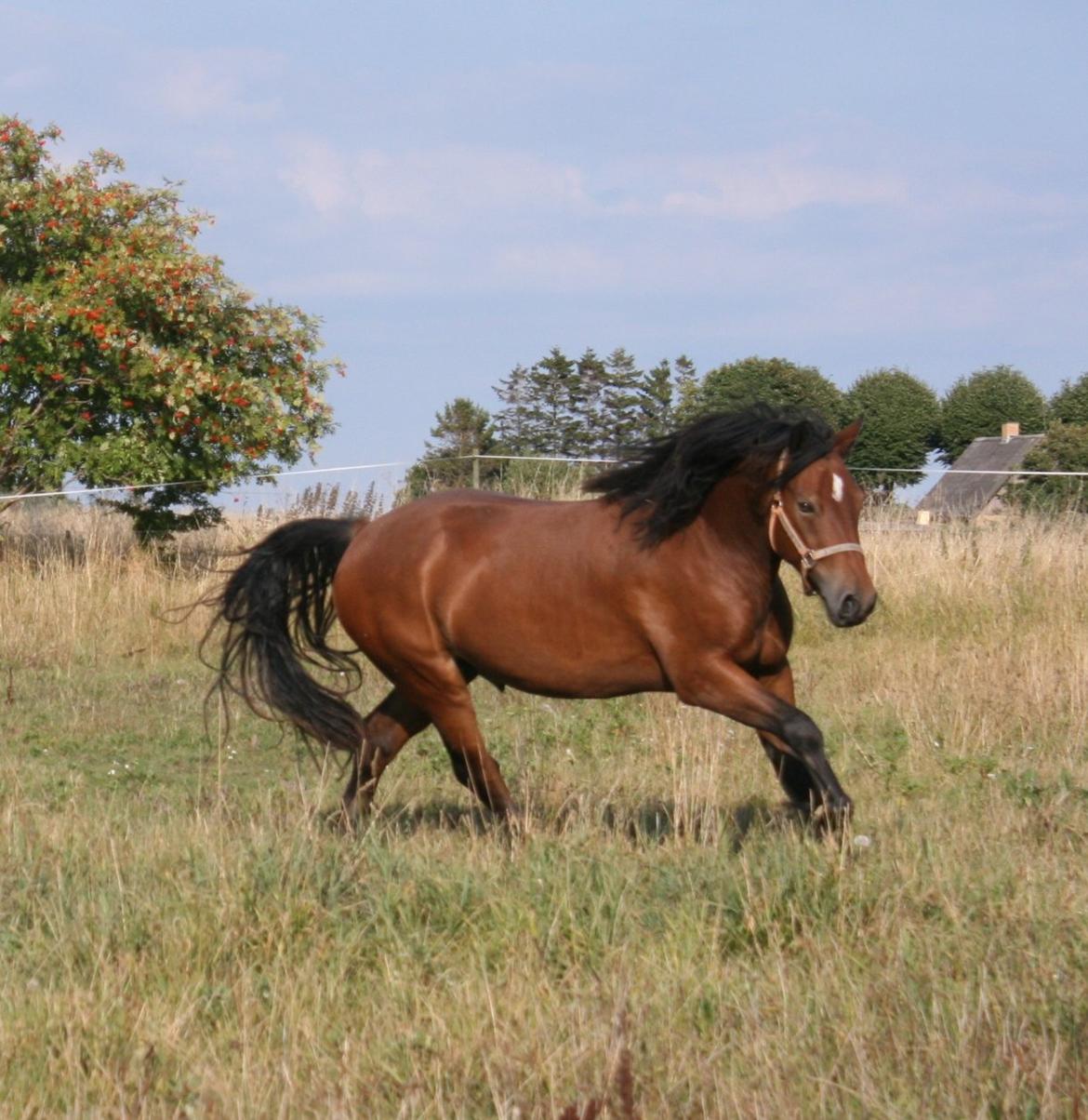 Welsh Cob (sec D) Hros Hector - Smukke Hector som 3-års en skøn  sommerdag d.28.08.13 -Han er ret så fotogen:-D billede 4