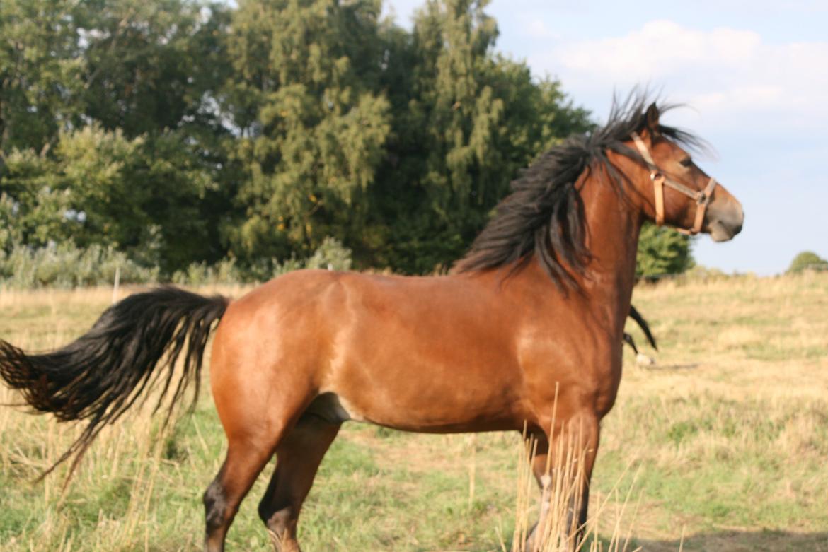 Welsh Cob (sec D) Hros Hector - Den skøre, vilde "hingst" Hector puster sig op!:-P billede 8