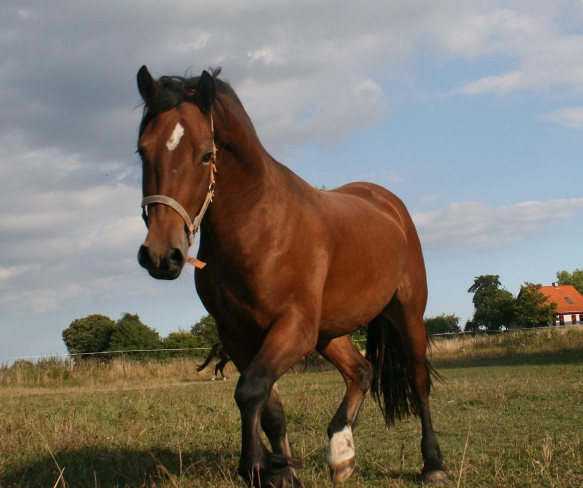 Welsh Cob (sec D) Hros Hector - Hector til "fotosession" d.28.08.13 -Han er ret svært at tage billeder af da han helst vil sidde i ens lommer/sidde på skødet!;-P billede 9