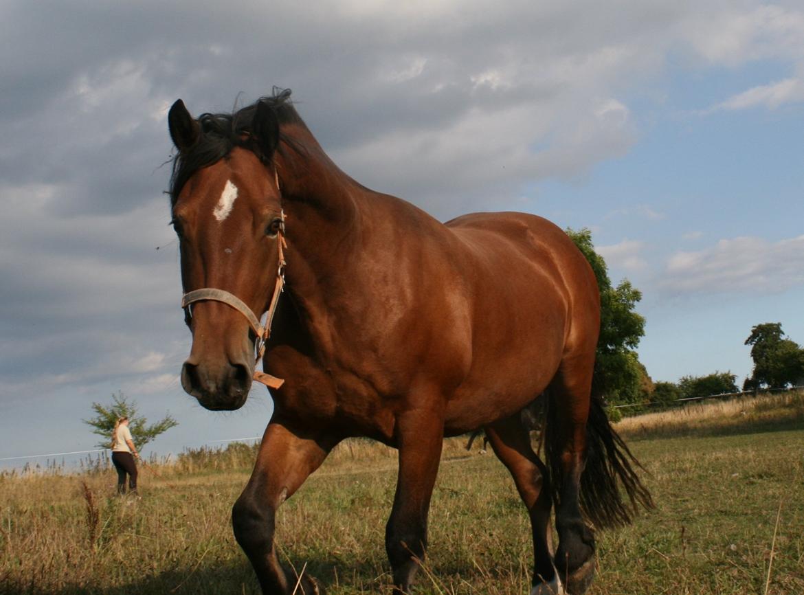 Welsh Cob (sec D) Hros Hector - Hector er til tider svær at fotografere, da han nærmest kravler op på skødet af en hvis han kan slippe afsted med det!:-D billede 10