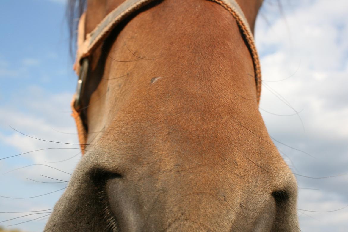 Welsh Cob (sec D) Hros Hector - "Close up" af den yndige herre. billede 11