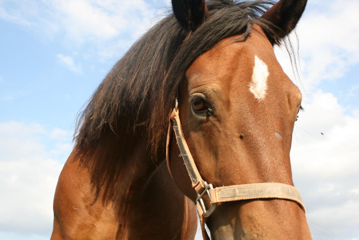 Welsh Cob (sec D) Hros Hector - Det gudesmukke fjæs... <3 billede 2