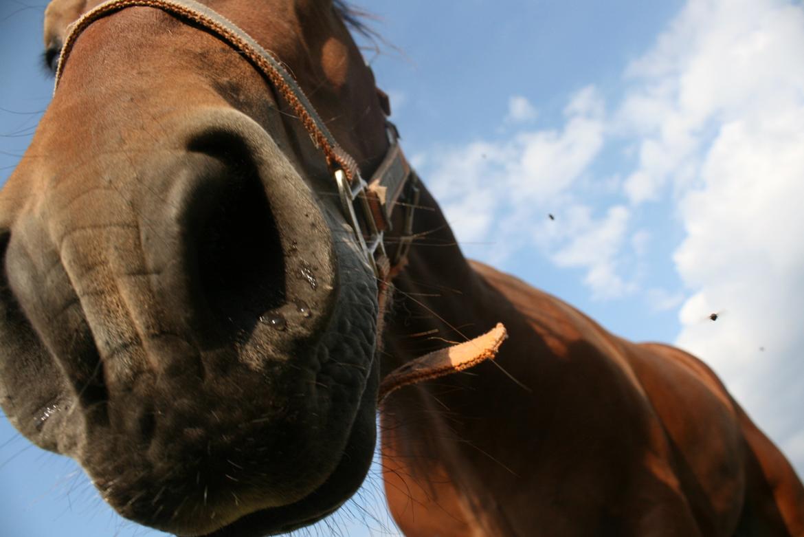 Welsh Cob (sec D) Hros Hector - Endnu et fantastisk close up billede 12