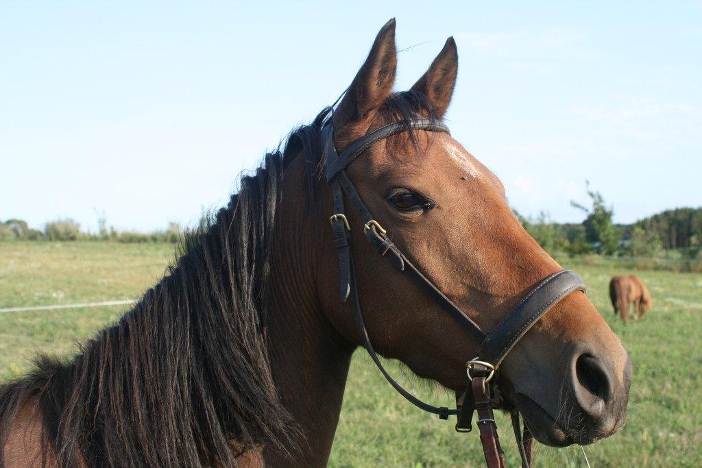 Anden særlig race Helena billede 13