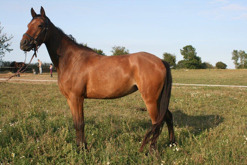 Anden særlig race Helena billede 14