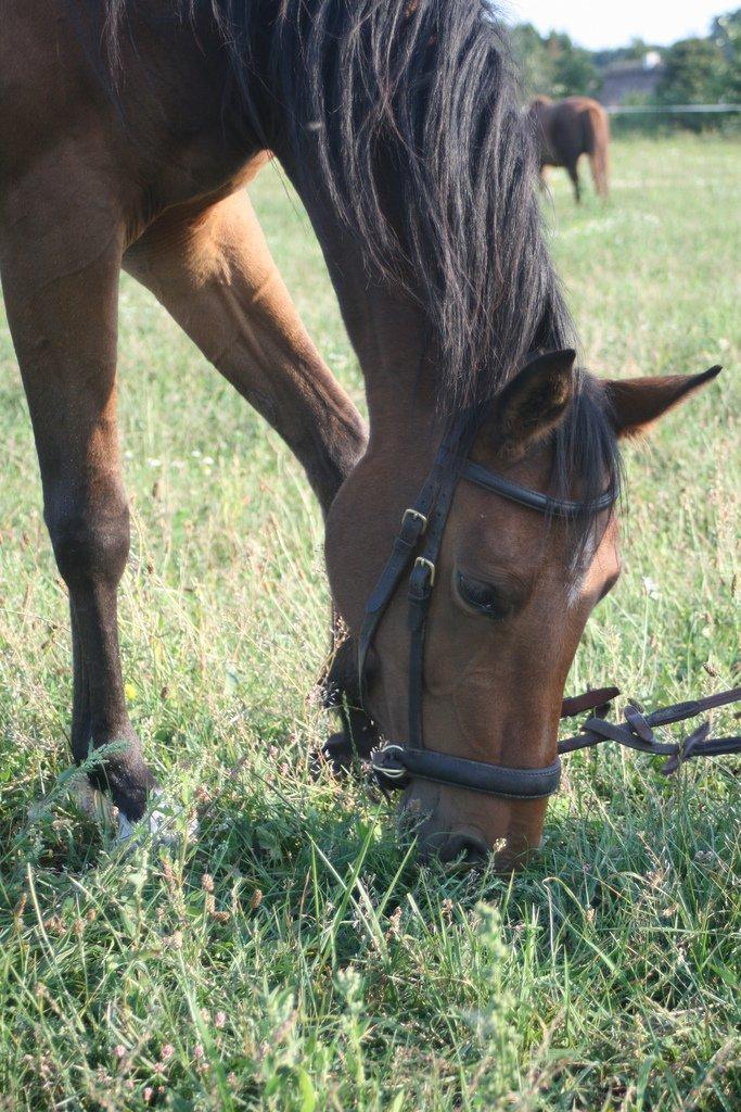 Anden særlig race Helena - Det er godt med lidt græs billede 18