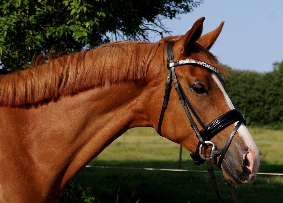 Dansk Varmblod Amira [ SOLGT ] billede 1