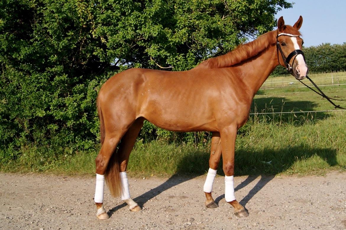 Dansk Varmblod Amira [ SOLGT ] billede 2