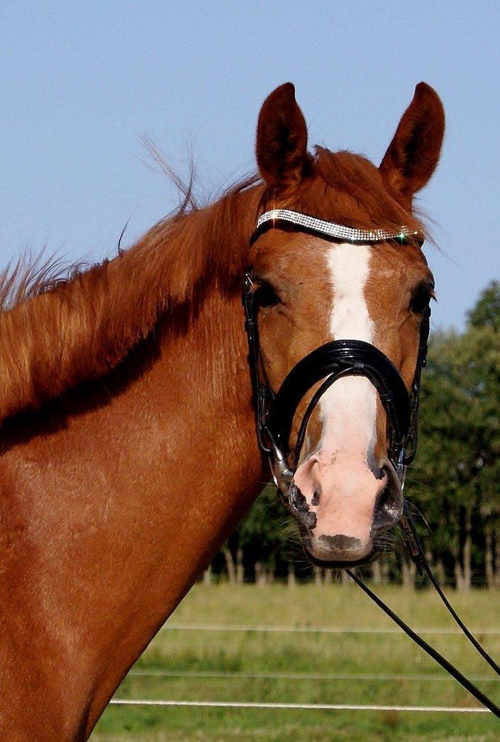 Dansk Varmblod Amira [ SOLGT ] billede 3