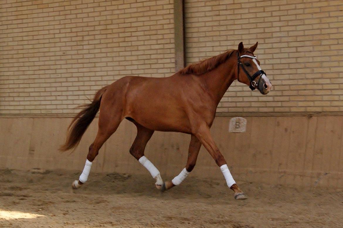 Dansk Varmblod Amira [ SOLGT ] billede 4