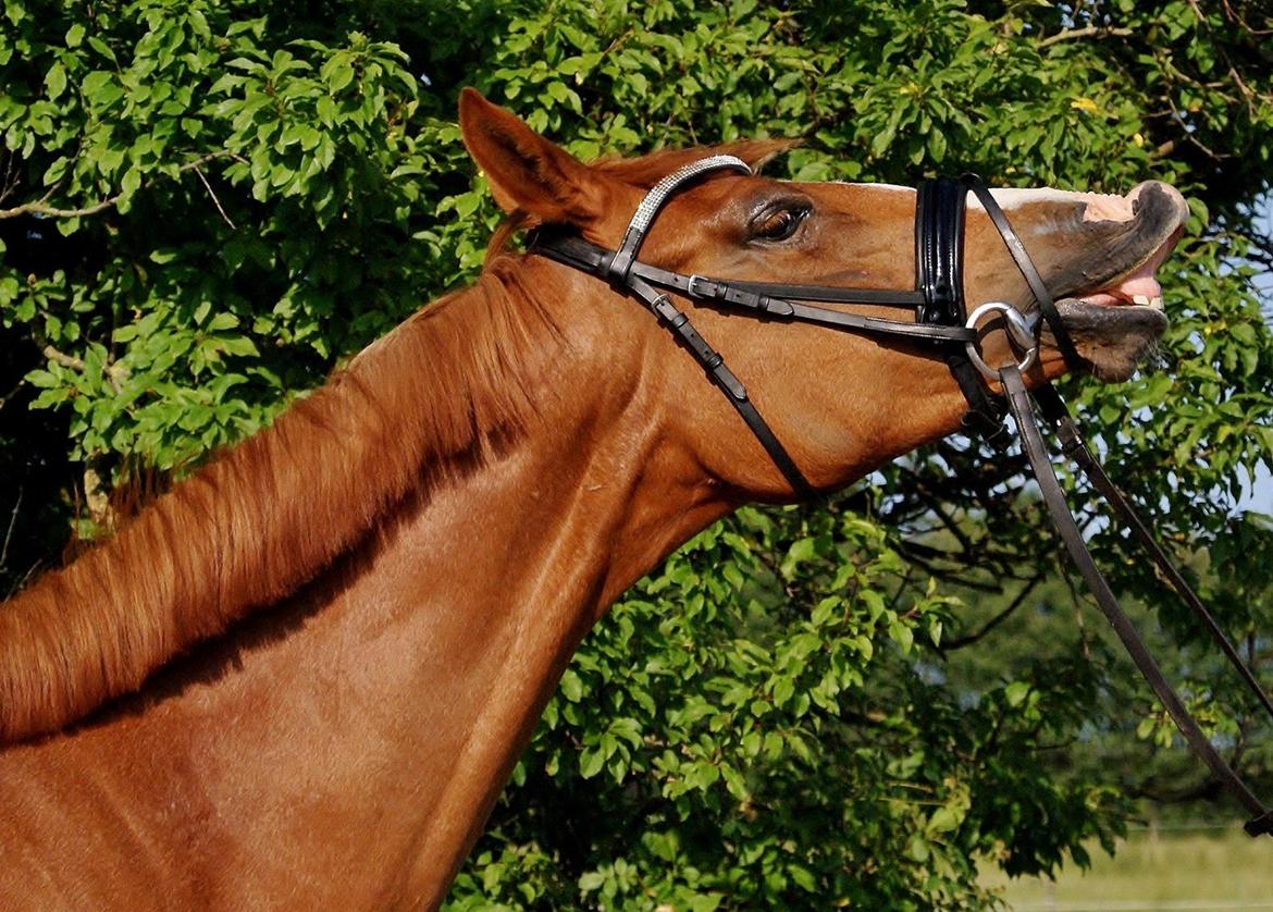 Dansk Varmblod Amira [ SOLGT ] billede 5