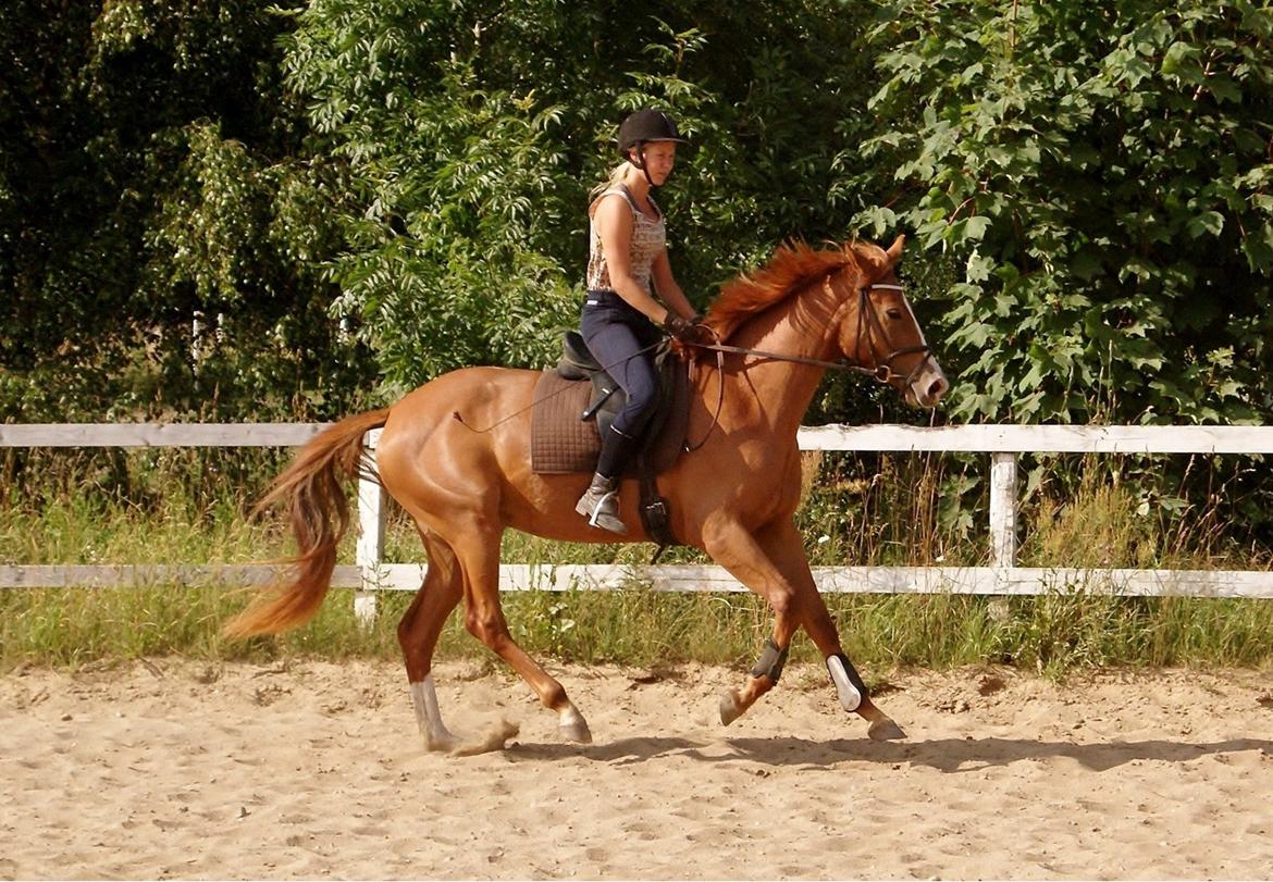 Dansk Varmblod Amira [ SOLGT ] billede 6