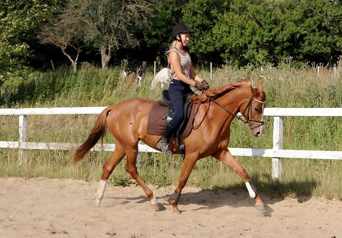 Dansk Varmblod Amira [ SOLGT ] billede 7