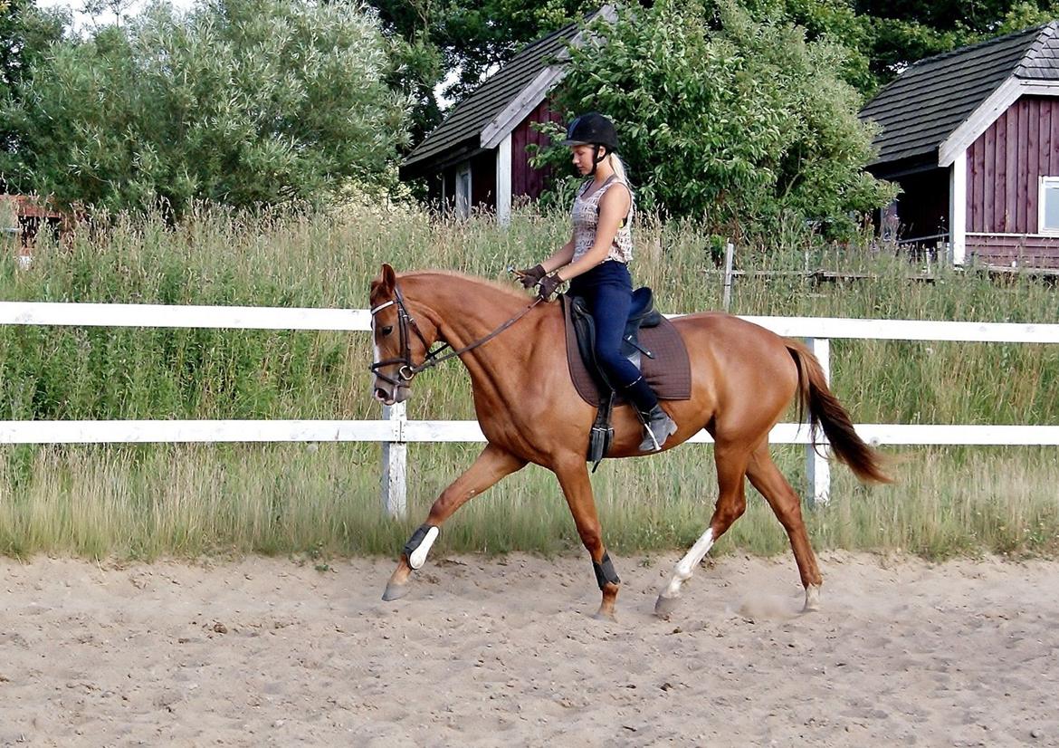 Dansk Varmblod Amira [ SOLGT ] billede 8