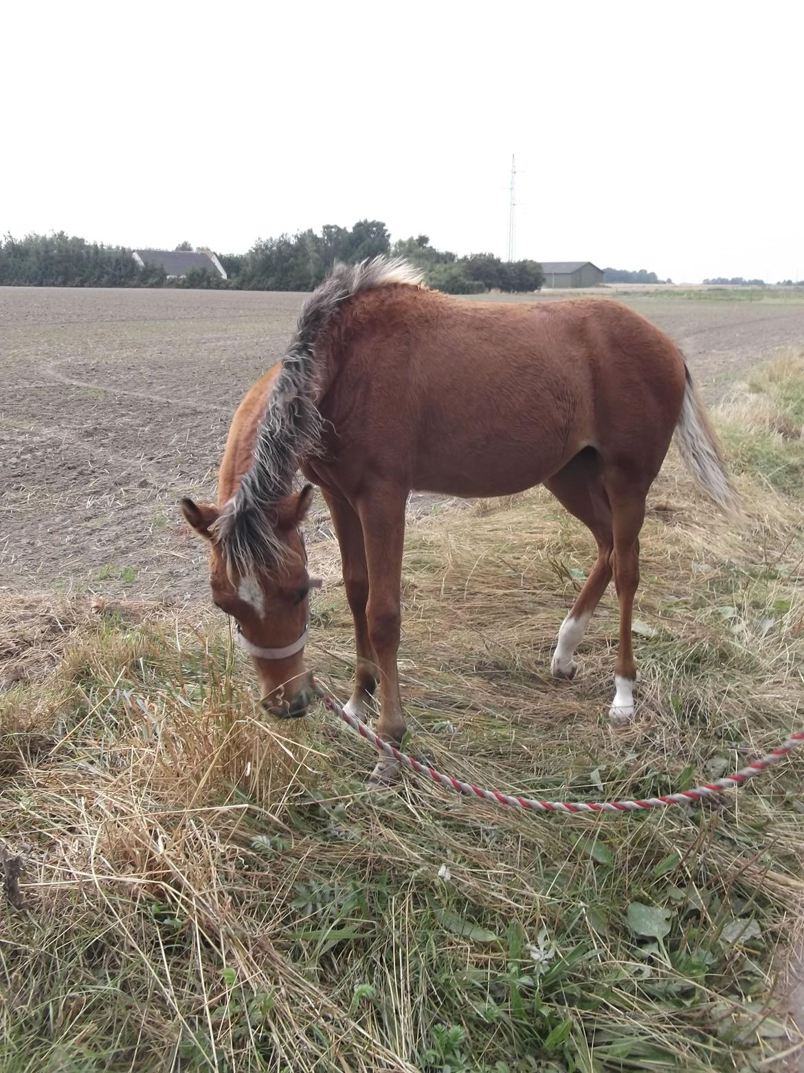 Anden særlig race Helleruphus  Anischa billede 1