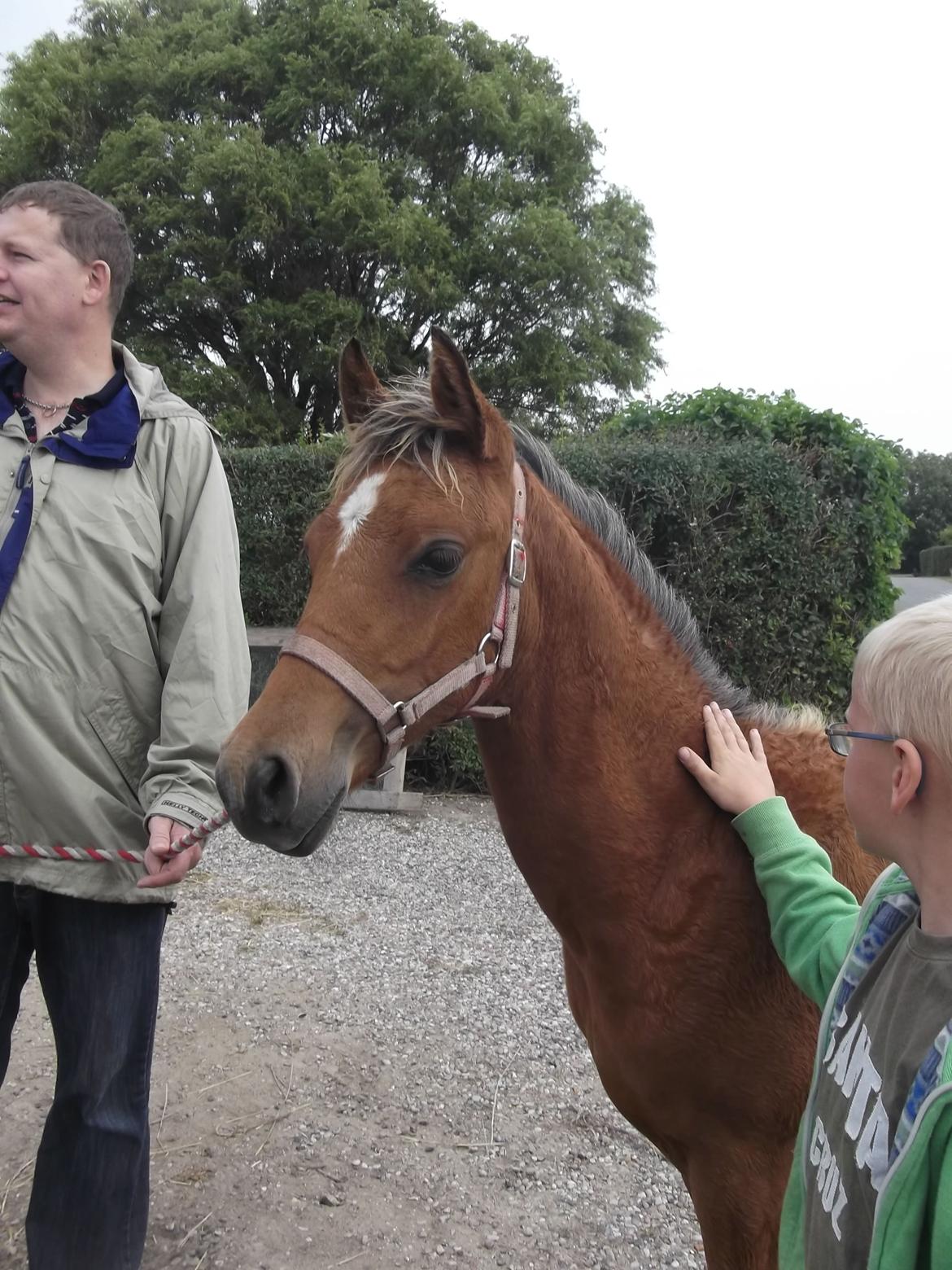 Anden særlig race Helleruphus  Anischa billede 22