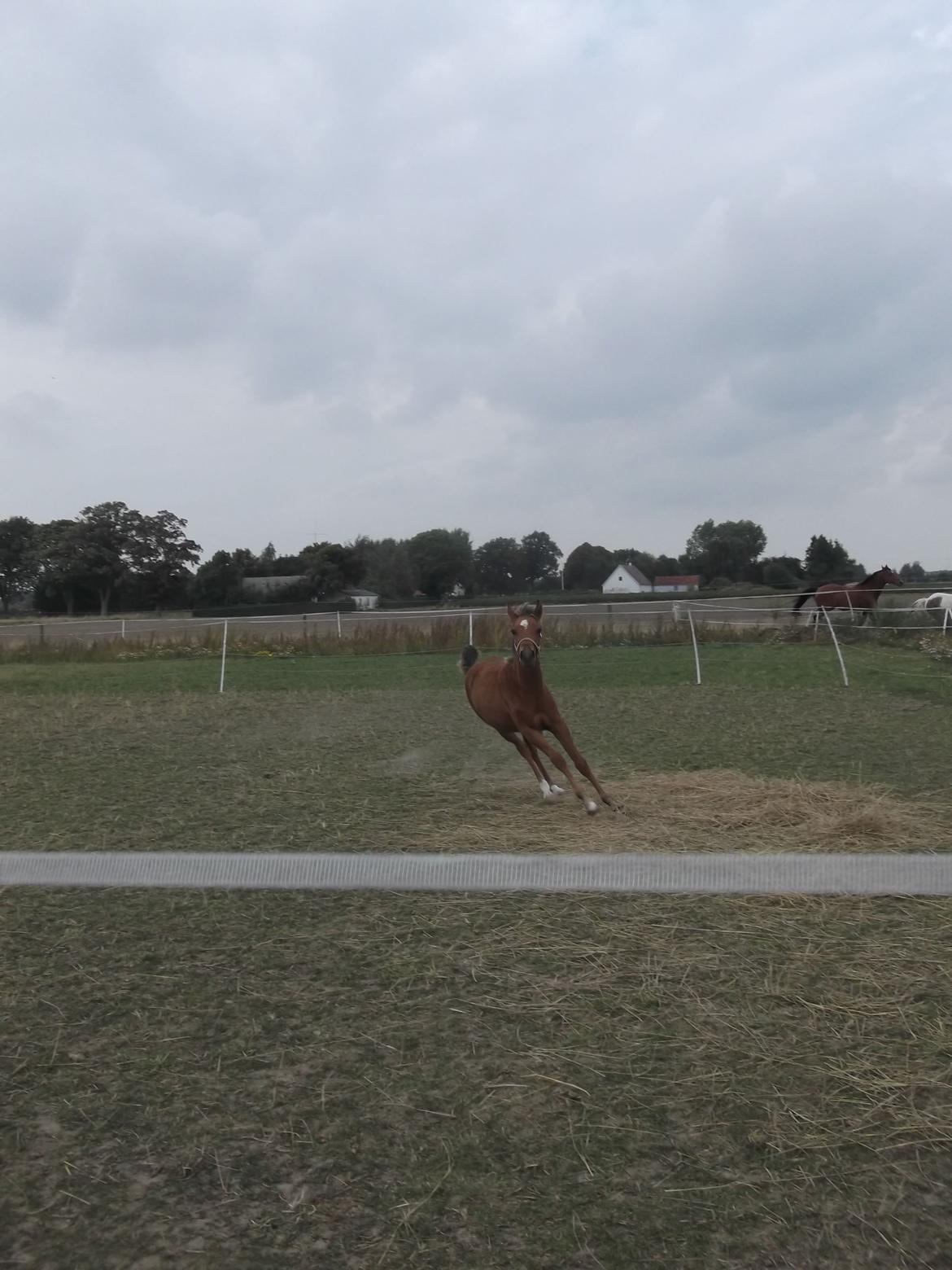 Anden særlig race Helleruphus  Anischa billede 23